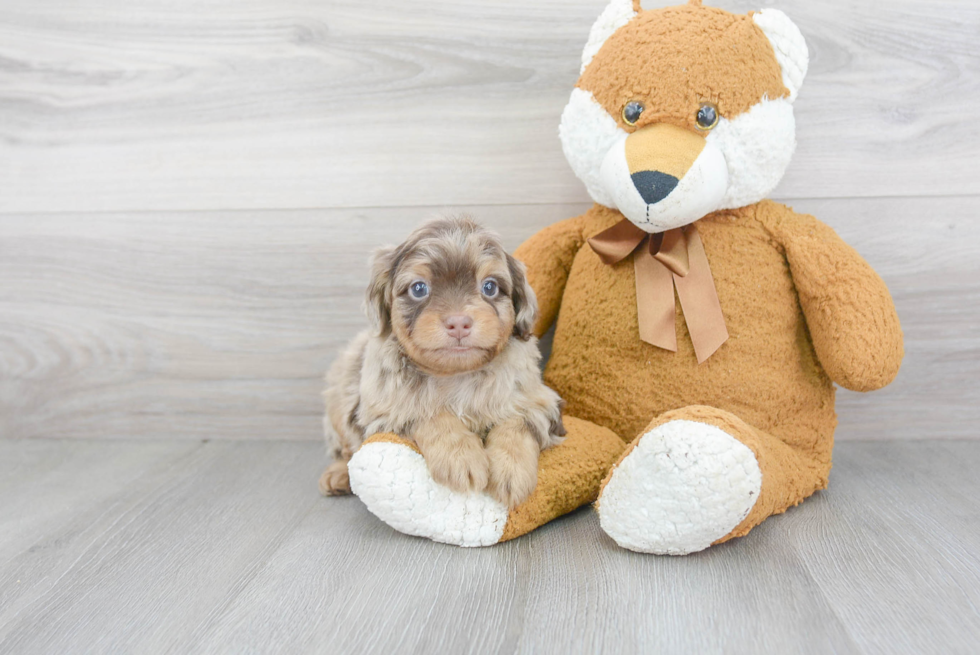 Petite Mini Aussiedoodle Poodle Mix Pup