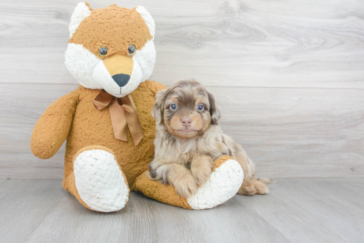 Best Mini Aussiedoodle Baby