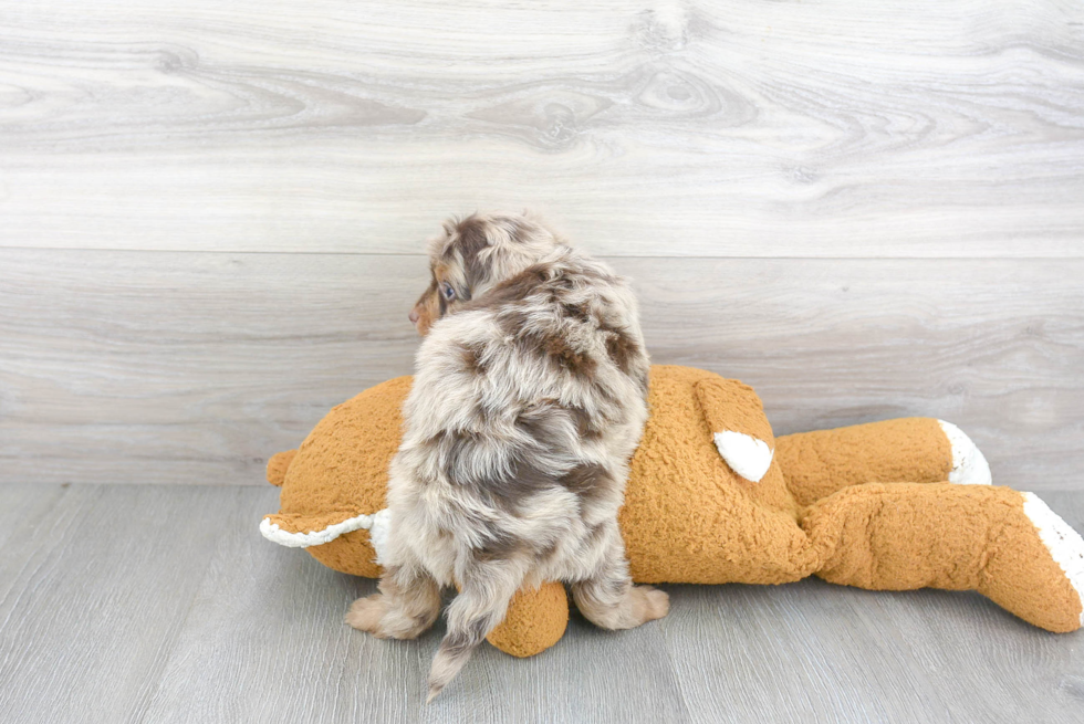 Hypoallergenic Aussiepoo Poodle Mix Puppy