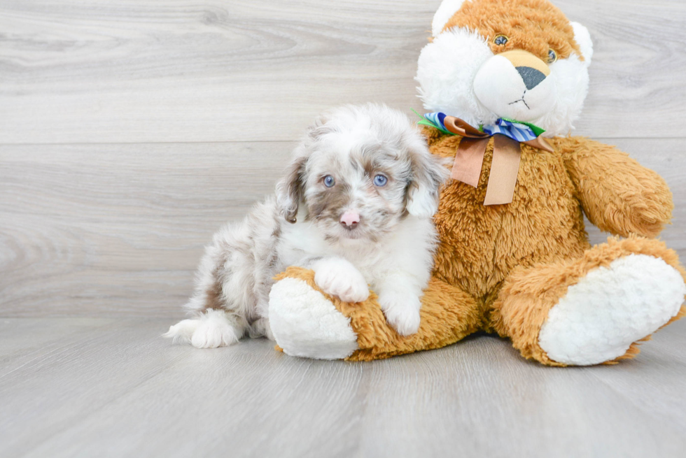 Best Mini Aussiedoodle Baby