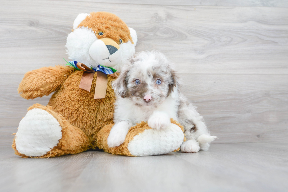 Little Aussiepoo Poodle Mix Puppy