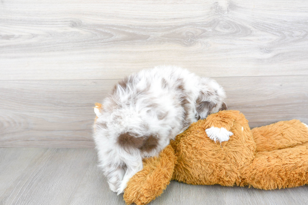 Mini Aussiedoodle Puppy for Adoption