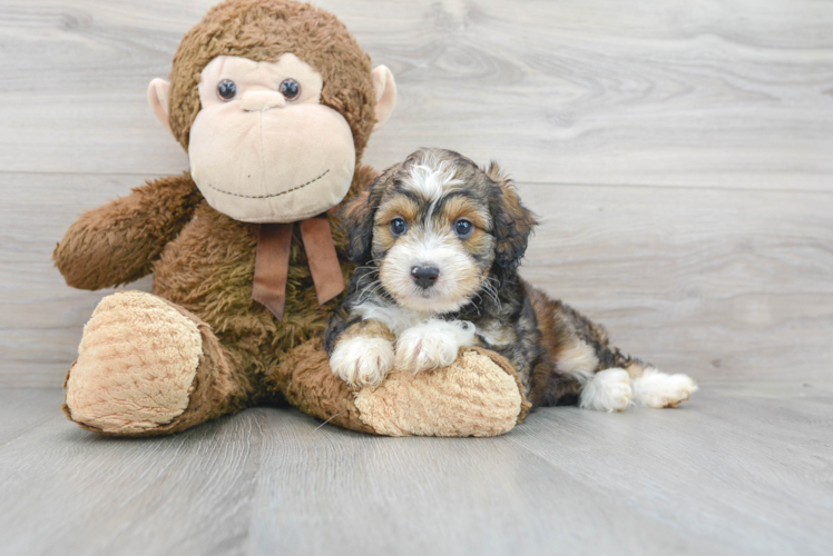 Small Mini Aussiedoodle Baby