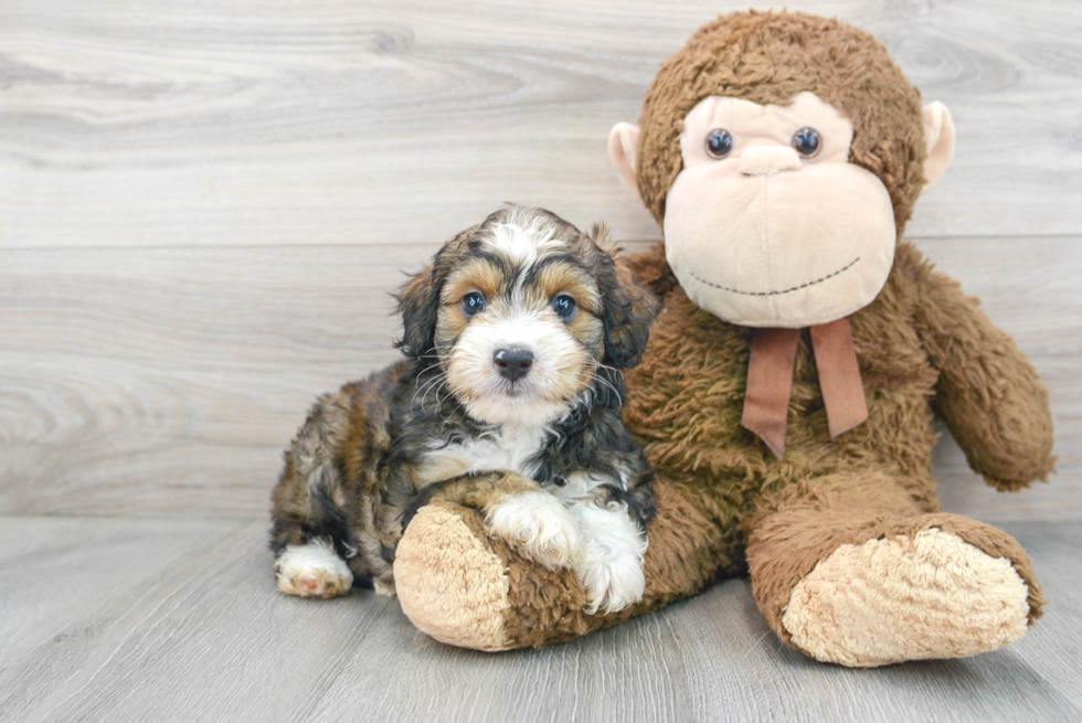 Fluffy Mini Aussiedoodle Poodle Mix Pup