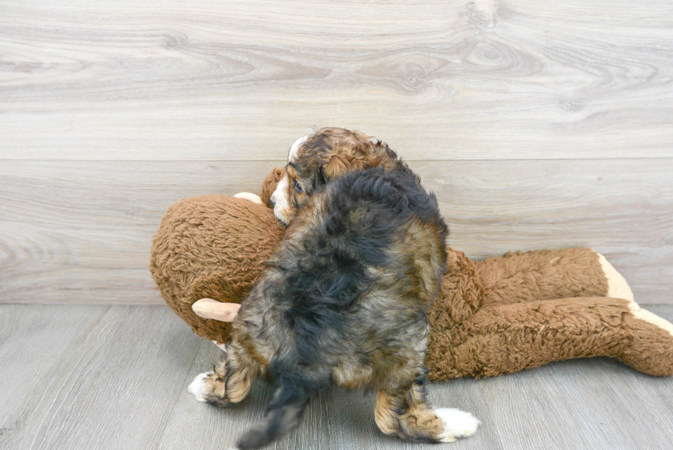 Cute Mini Aussiedoodle Baby