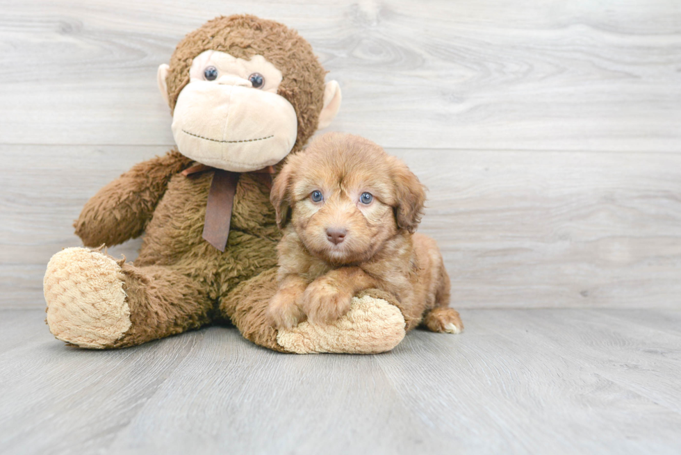 Sweet Mini Aussiedoodle Baby