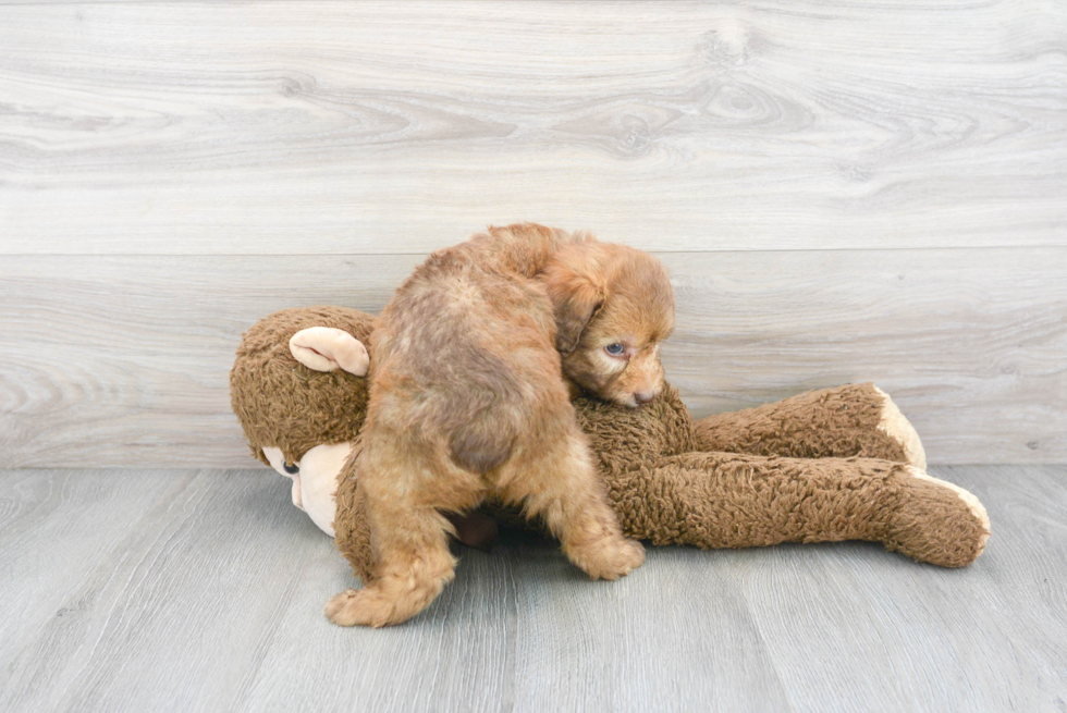 Friendly Mini Aussiedoodle Baby