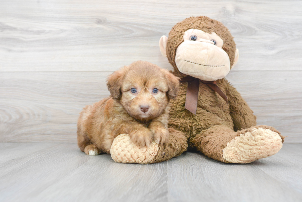 Best Mini Aussiedoodle Baby