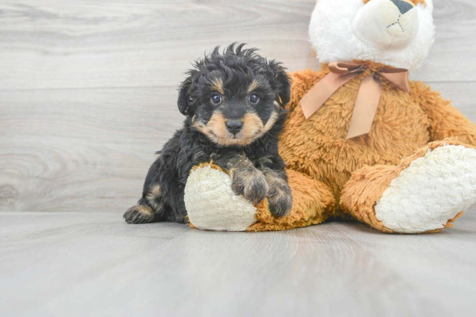 Mini Aussiedoodle Pup Being Cute