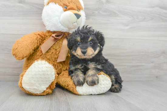 Happy Mini Aussiedoodle Baby