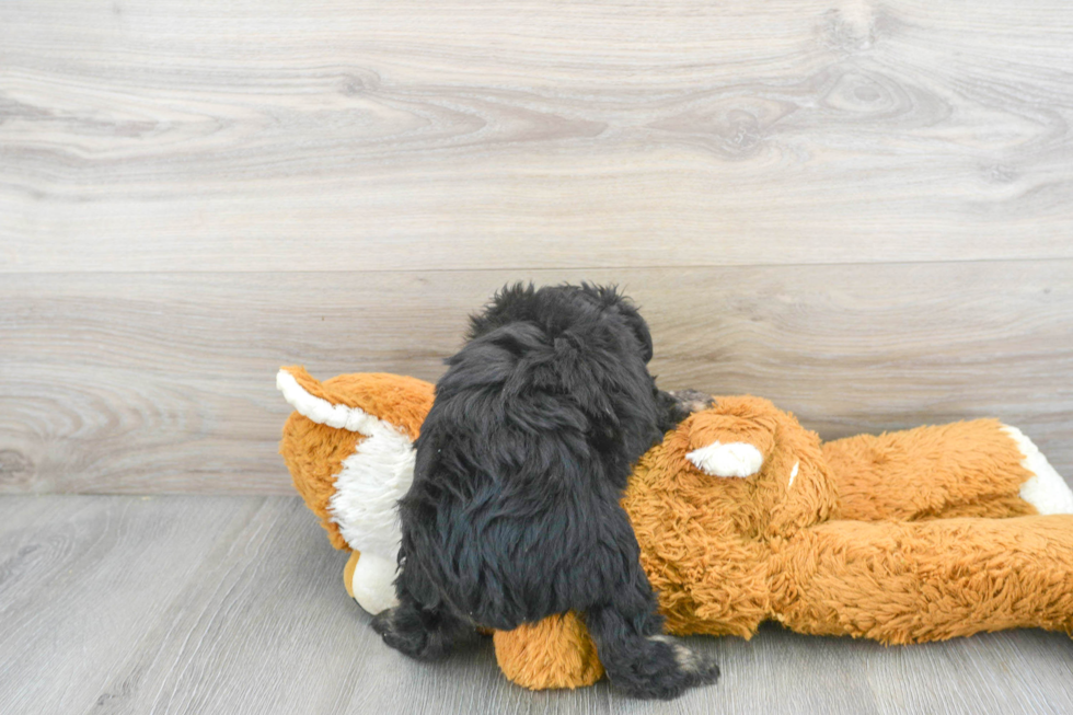 Friendly Mini Aussiedoodle Baby