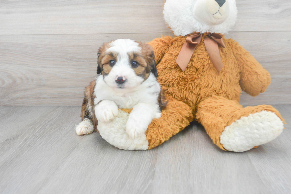 Fluffy Mini Aussiedoodle Poodle Mix Pup