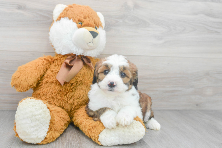 Adorable Aussiepoo Poodle Mix Puppy