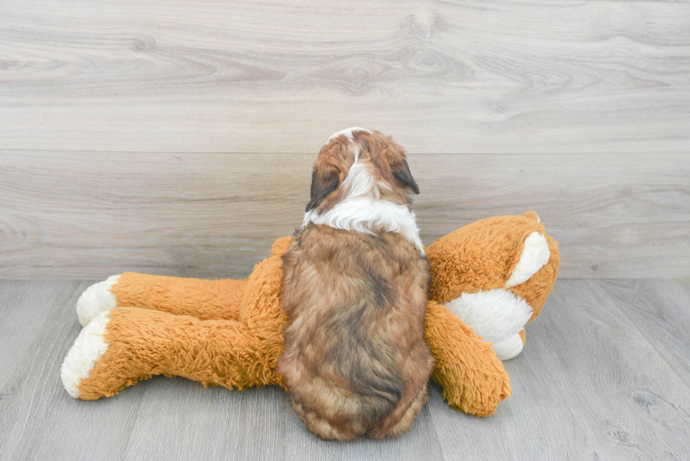 Funny Mini Aussiedoodle Poodle Mix Pup