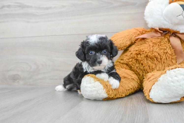 Small Mini Aussiedoodle Baby