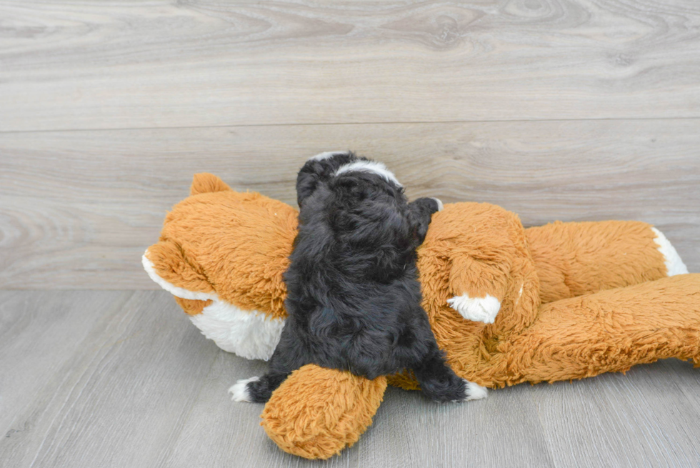 Small Mini Aussiedoodle Baby