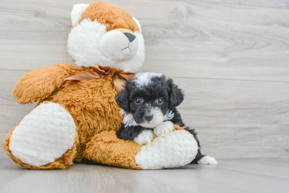 Small Mini Aussiedoodle Baby