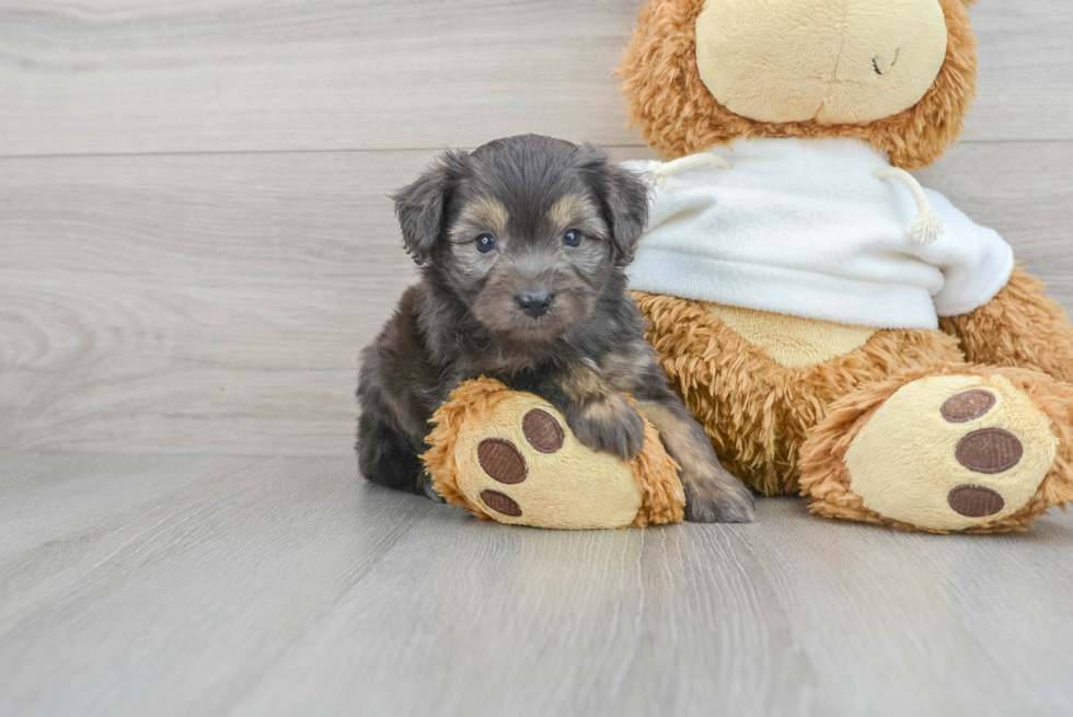 Funny Mini Aussiedoodle Poodle Mix Pup