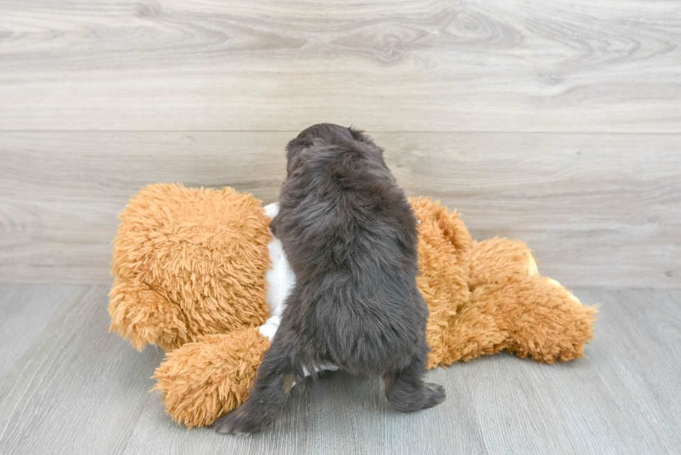 Mini Aussiedoodle Puppy for Adoption