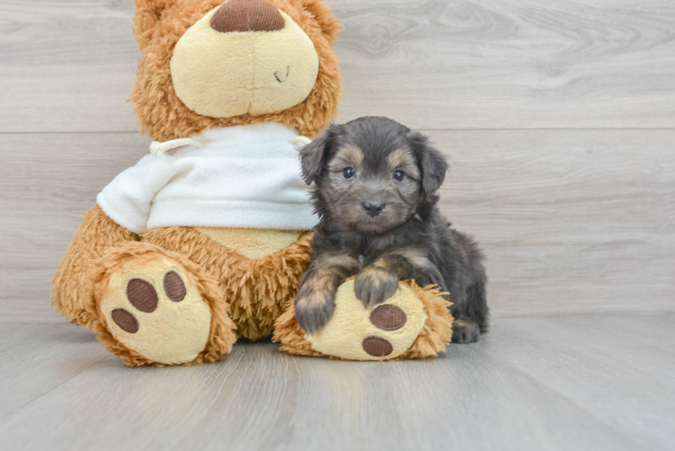 Mini Aussiedoodle Pup Being Cute