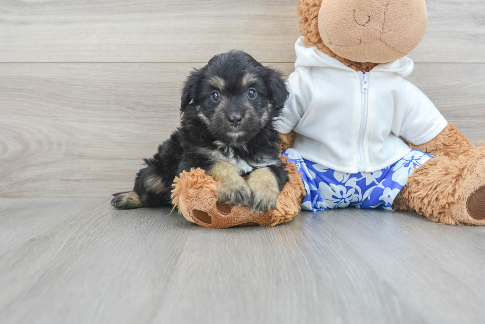 Smart Mini Aussiedoodle Poodle Mix Pup