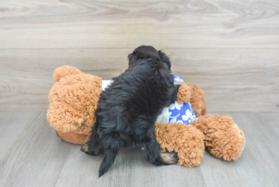 Best Mini Aussiedoodle Baby