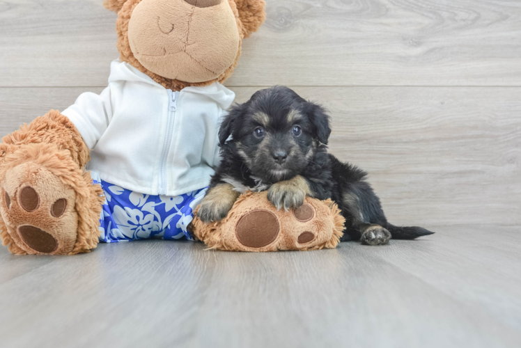 Best Mini Aussiedoodle Baby