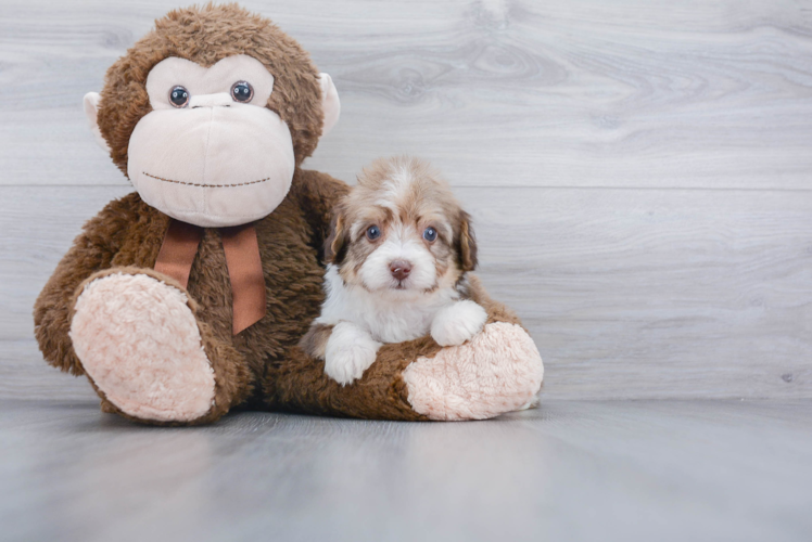 Small Mini Aussiedoodle Baby