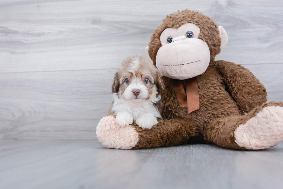 Mini Aussiedoodle Puppy for Adoption