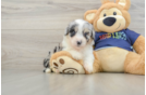 Smart Mini Aussiedoodle Poodle Mix Pup