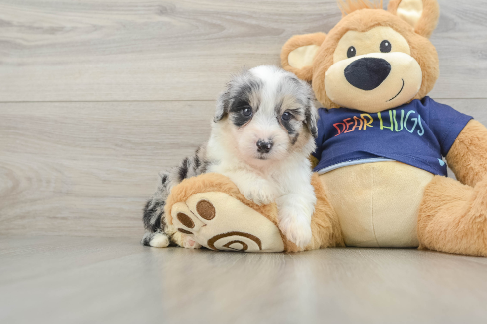 Smart Mini Aussiedoodle Poodle Mix Pup
