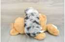 Mini Aussiedoodle Puppy for Adoption