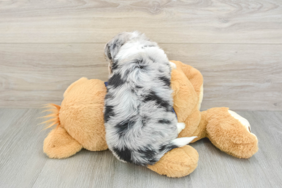 Mini Aussiedoodle Puppy for Adoption
