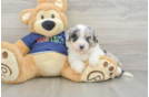 Best Mini Aussiedoodle Baby