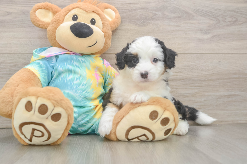 5 week old Mini Aussiedoodle Puppy For Sale - Premier Pups