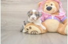 Popular Mini Aussiedoodle Poodle Mix Pup