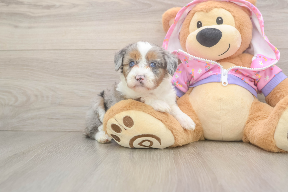 Popular Mini Aussiedoodle Poodle Mix Pup