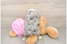 Mini Aussiedoodle Puppy for Adoption
