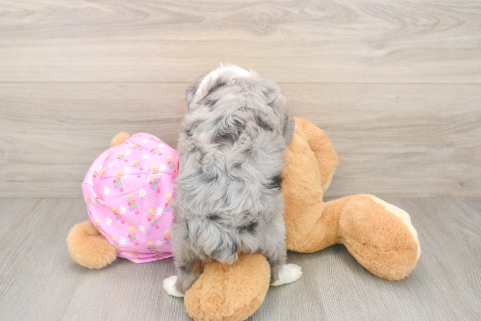 Mini Aussiedoodle Puppy for Adoption