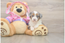 Mini Aussiedoodle Puppy for Adoption