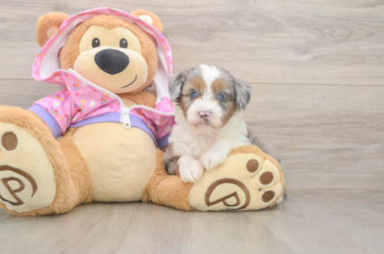 Mini Aussiedoodle Puppy for Adoption