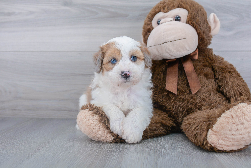 Popular Mini Aussiedoodle Poodle Mix Pup