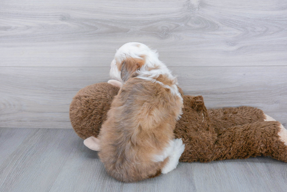 Sweet Mini Aussiedoodle Baby