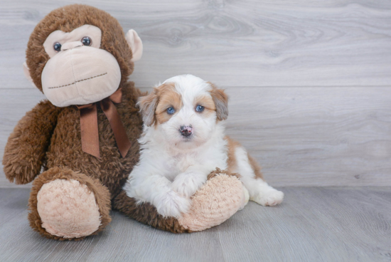 Best Mini Aussiedoodle Baby