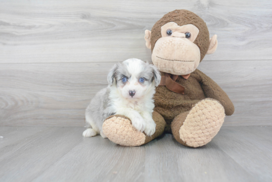 Best Mini Aussiedoodle Baby