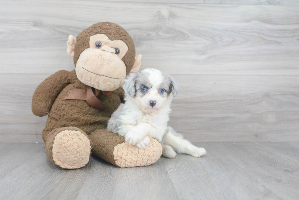 Cute Mini Aussiedoodle Baby