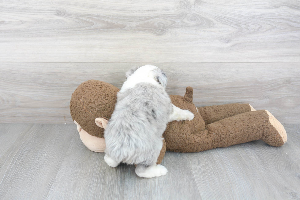 Funny Mini Aussiedoodle Poodle Mix Pup