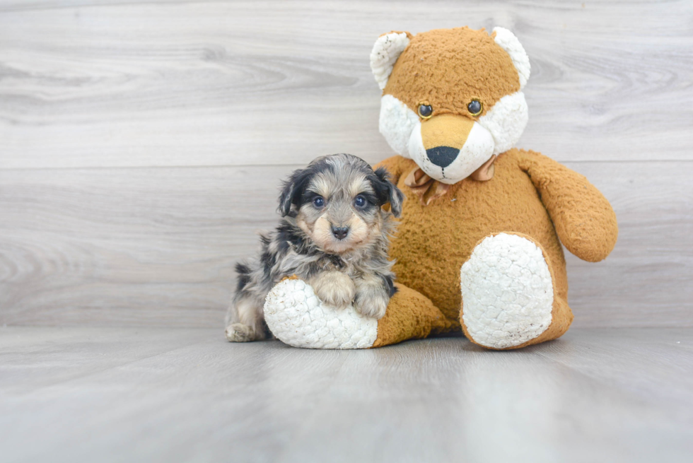 Happy Mini Aussiedoodle Baby