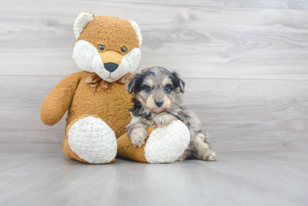 Best Mini Aussiedoodle Baby