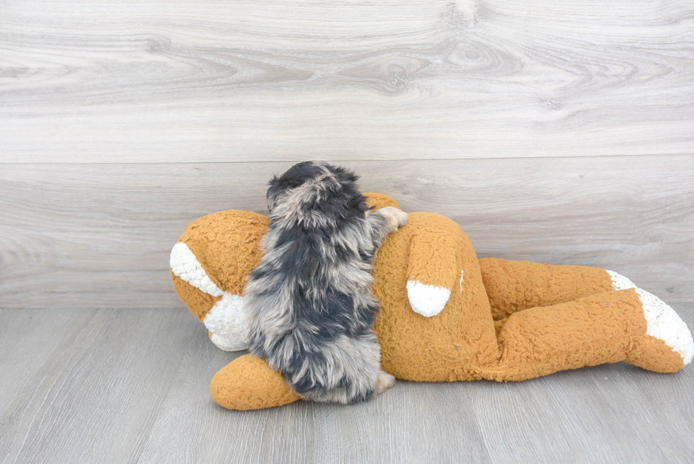 Best Mini Aussiedoodle Baby